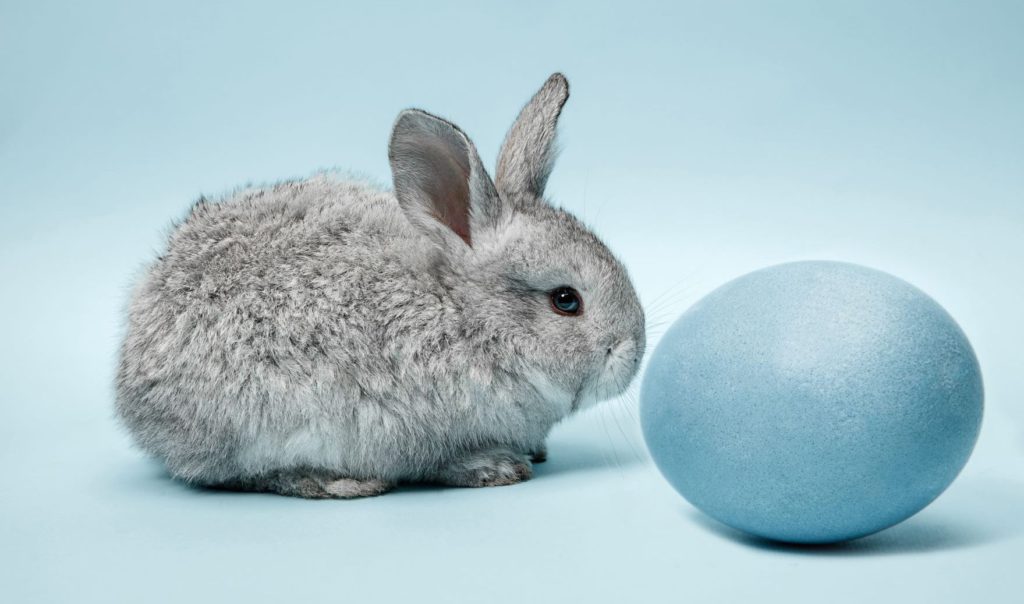 Pixies Rabbit PetPixies β PetPixies Store